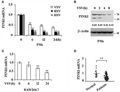 Mitochondrial Protein PINK1 Positively Regulates RLR Signaling